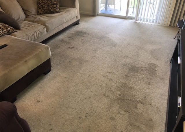 Heavily soiled carpet section being deep cleaned, embedded dirt lifting ou